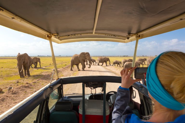 Woman on african wildlife safari, Amboseli national park, Kenya. Lady taking a photo of herd of wild african elephants with her smartphone. Open roof safari vehicle. Focus on elephants.