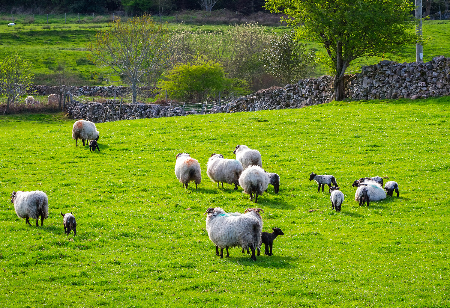 Treasures of Ireland 15