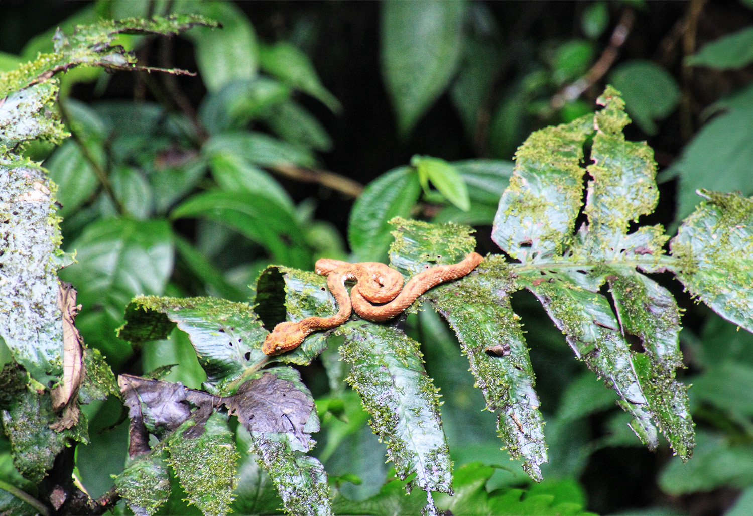 Colorful Costa Rica 13