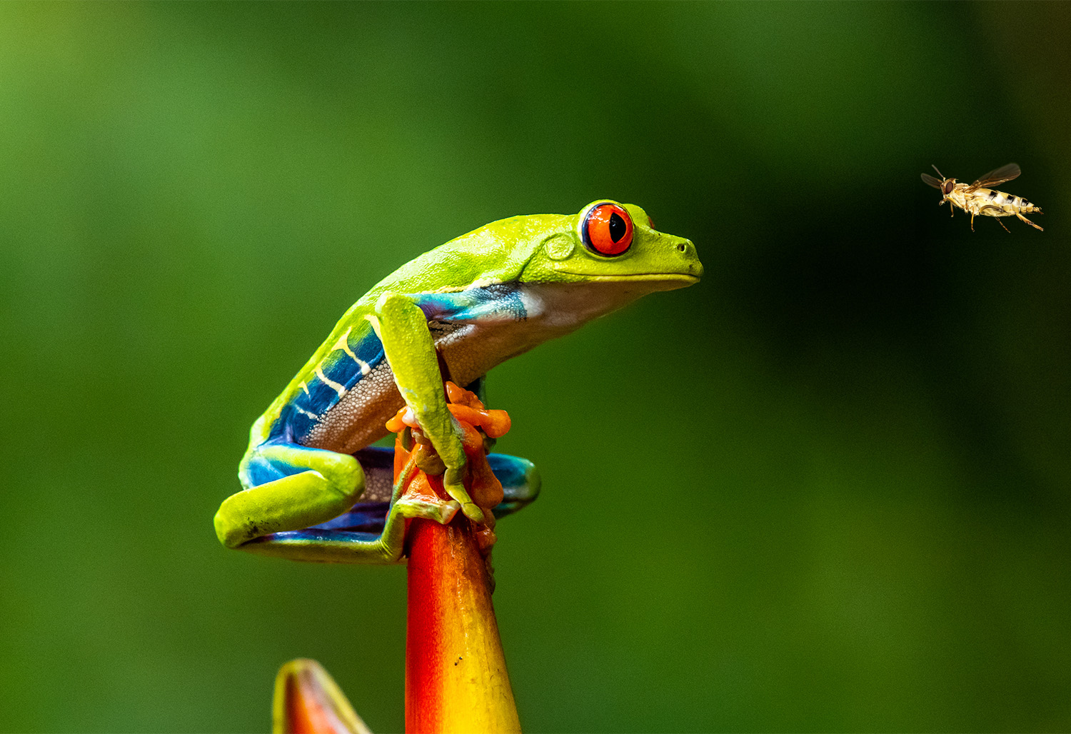 Colorful Costa Rica 7