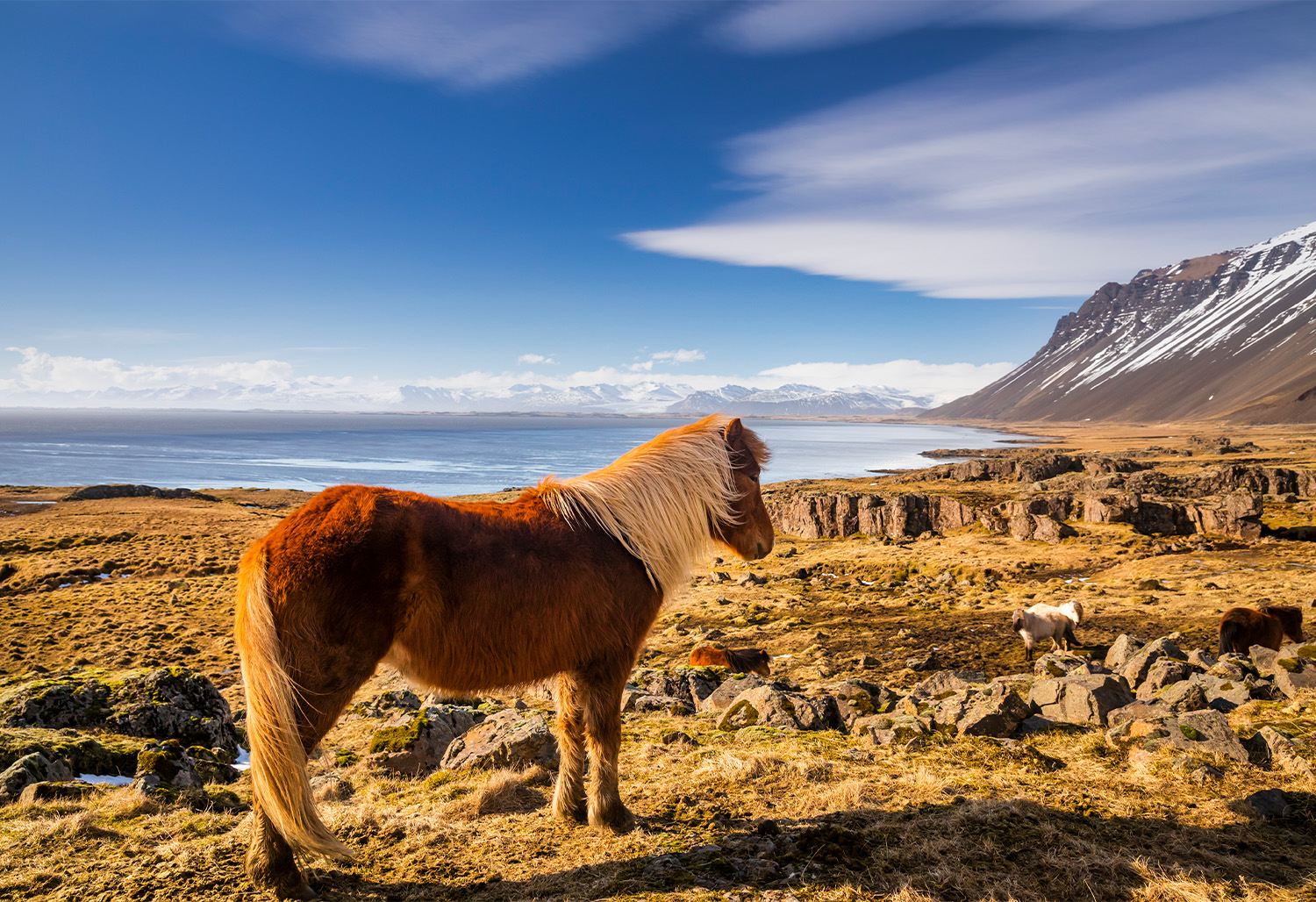 Iceland Explorer 3