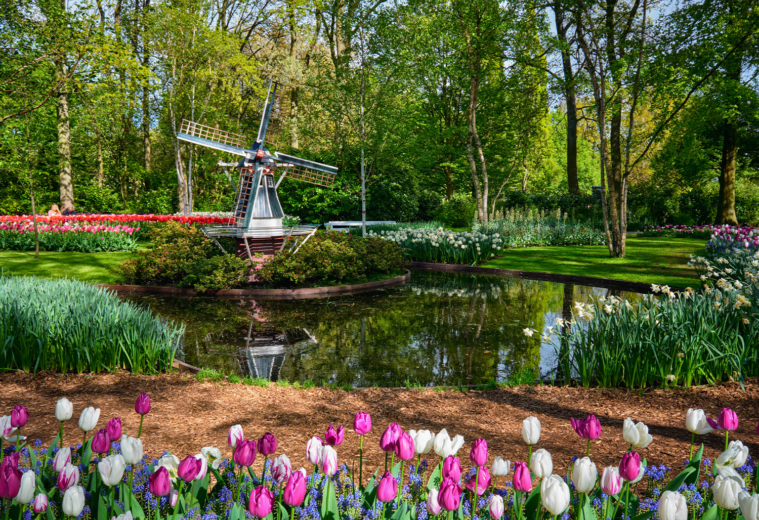 Holland Tulips April 7