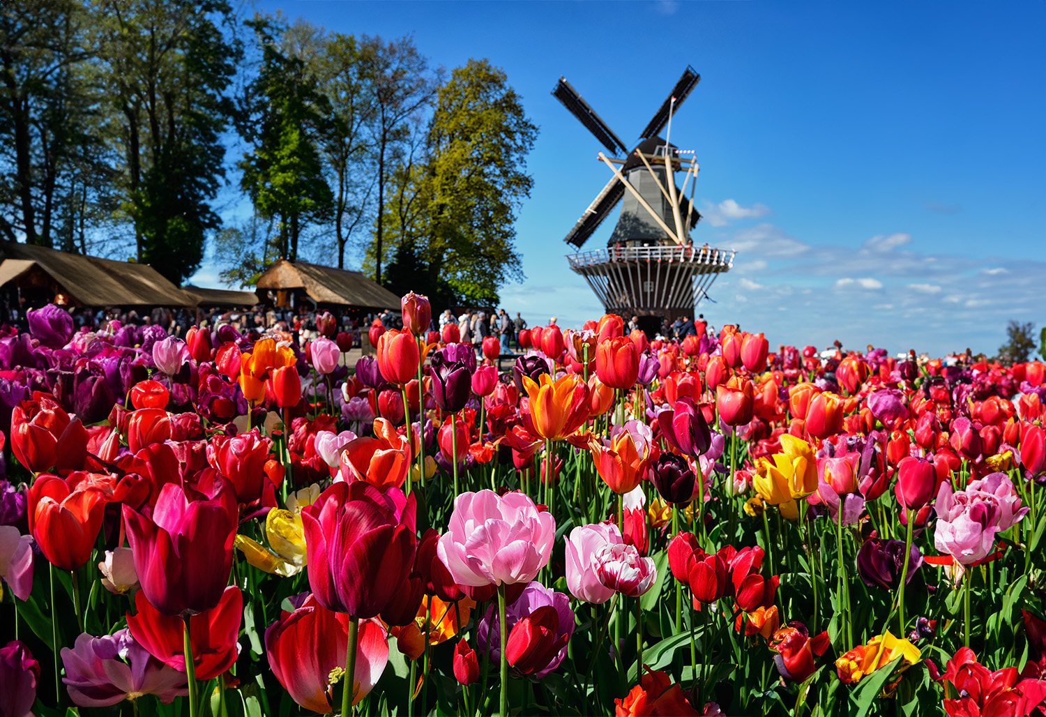 Holland Tulips March 19