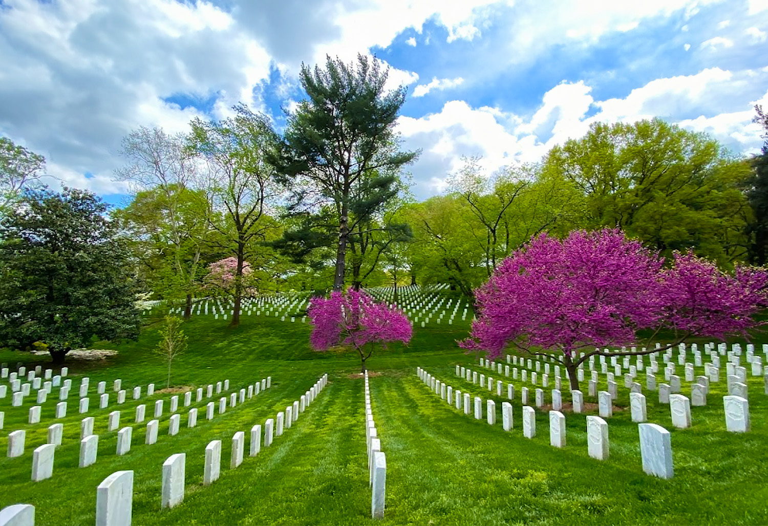 Washington DC Cherry Blossoms 17