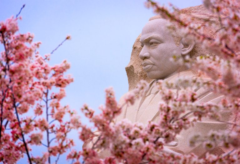 Washington DC Cherry Blossoms 8